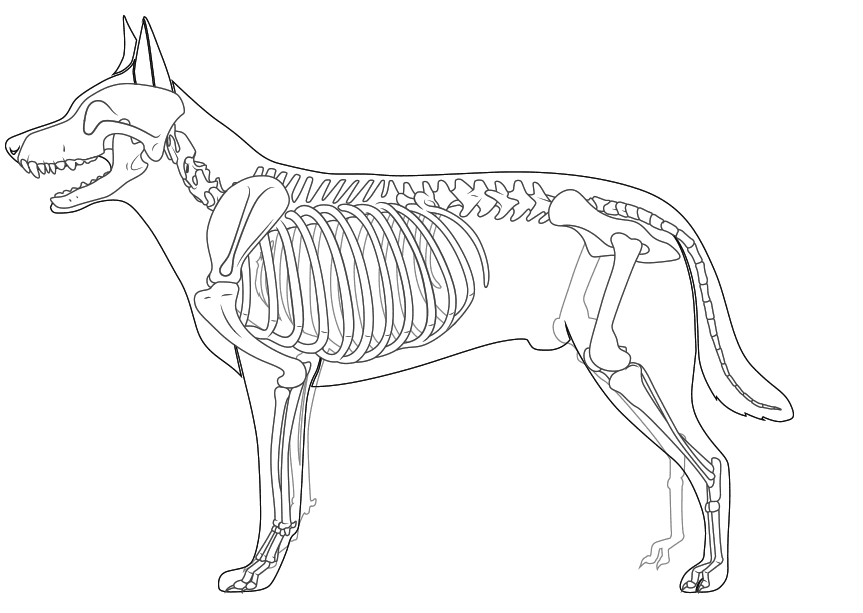 Dog skeleton coloring page