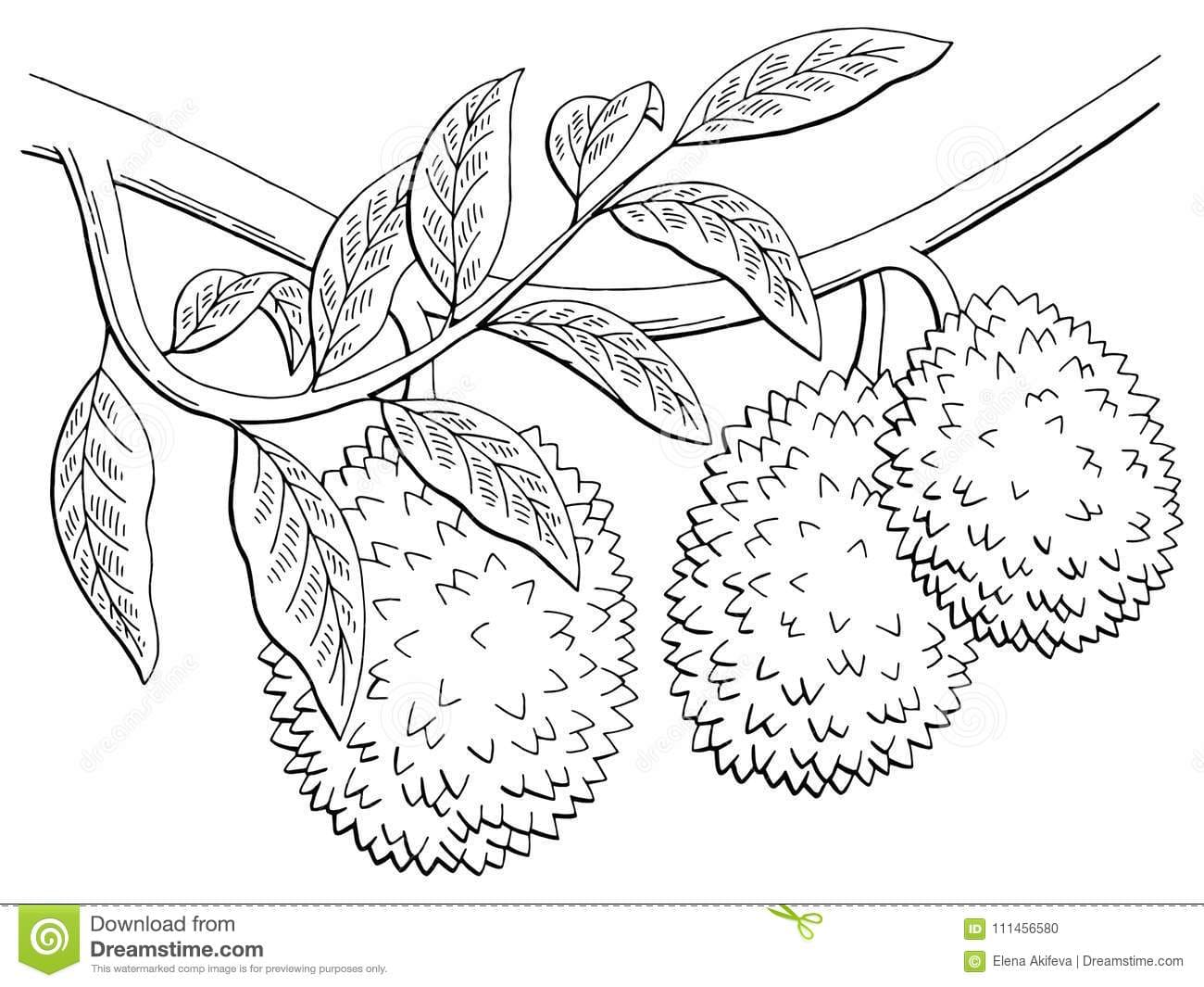 Durian Fruit graphic branch black white