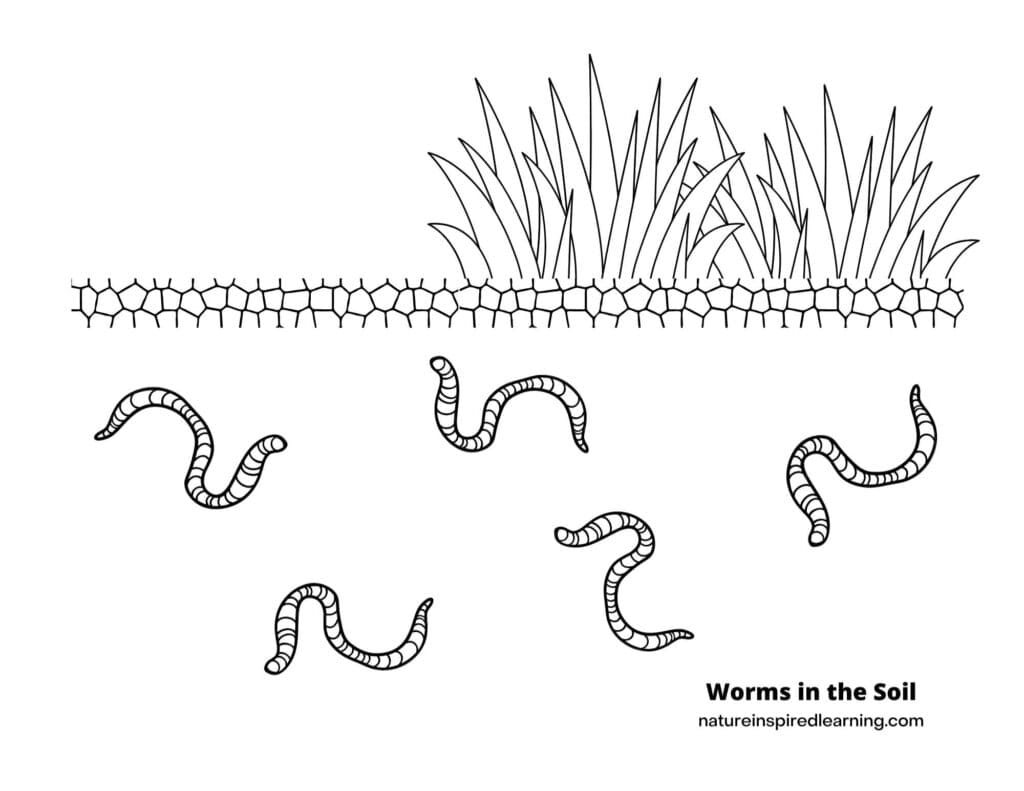 Earthworm Image To Print