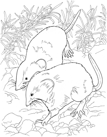 Field Mice Coloring Page