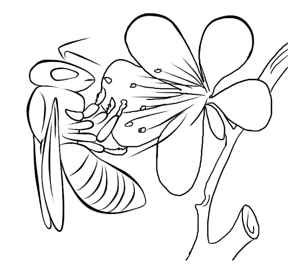 Free Bee Cute Coloring Page