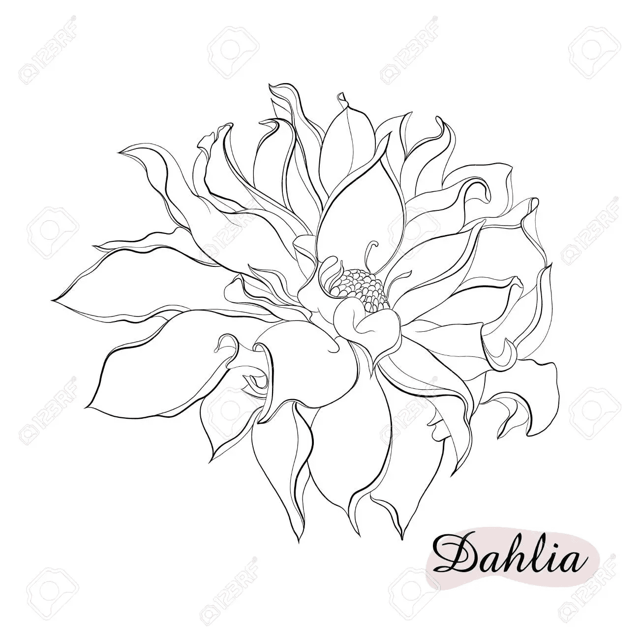 Free Dahlia For Chirldren Coloring Page