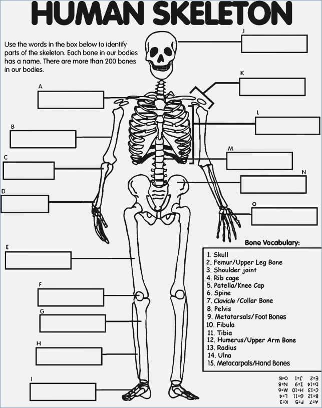 Human Anatomy Skeleton Coloring Page