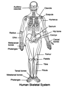 Human Skeletal System Worksheet