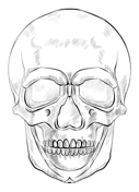 Human Skull To Print