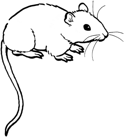 Mouse Free Printable Coloring Page