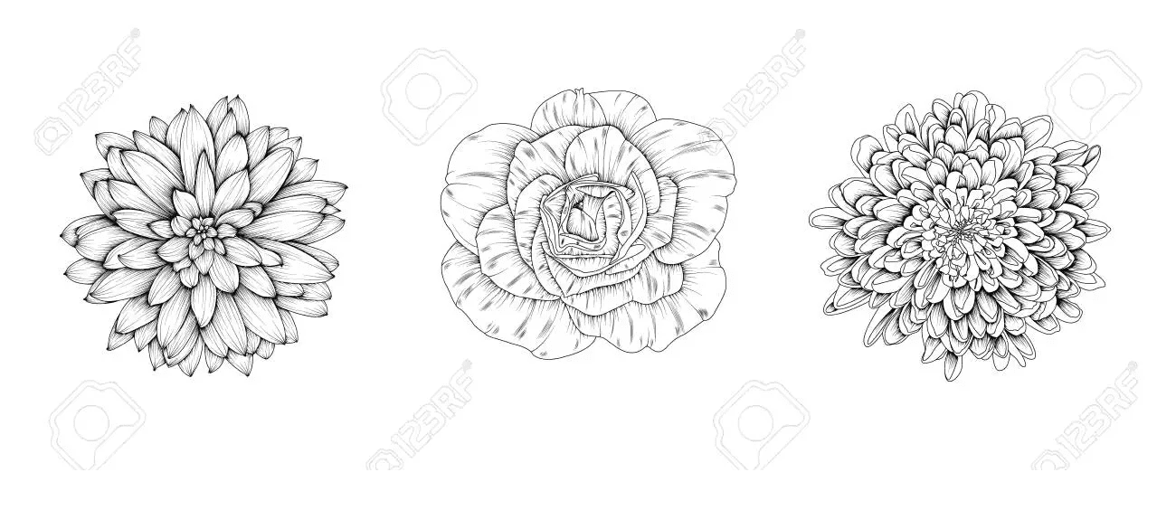 Print Dahlia Coloring For Children Coloring Page