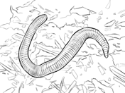 Red Wiggler Worm
