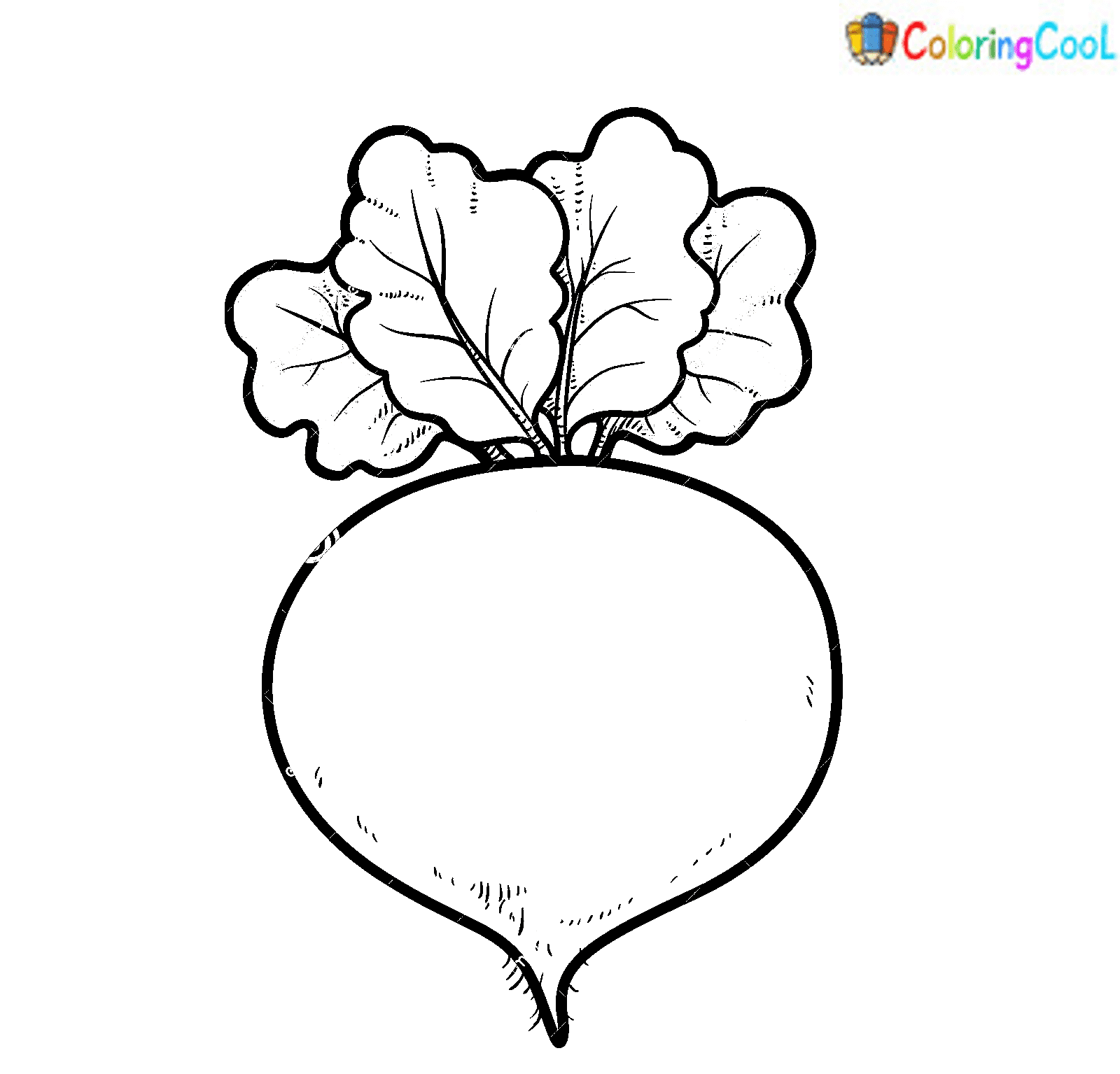 Red beetroot color variation for coloring page isolated
