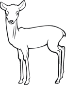 Roe Deer Fawn To print