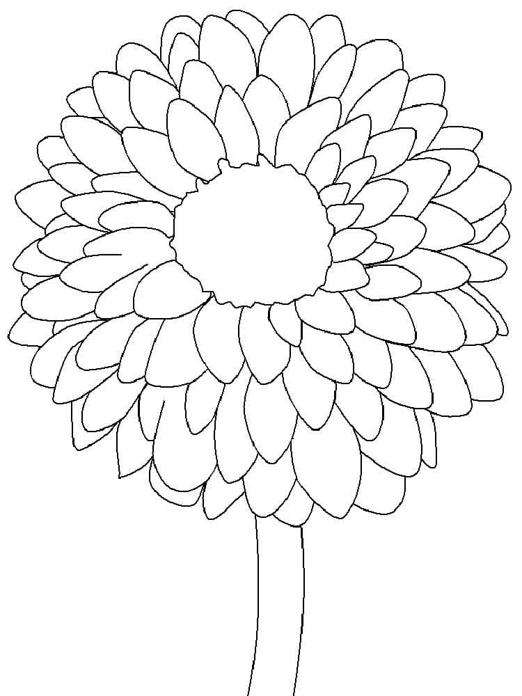 Simple Dahlia Coloring Page Coloring Page