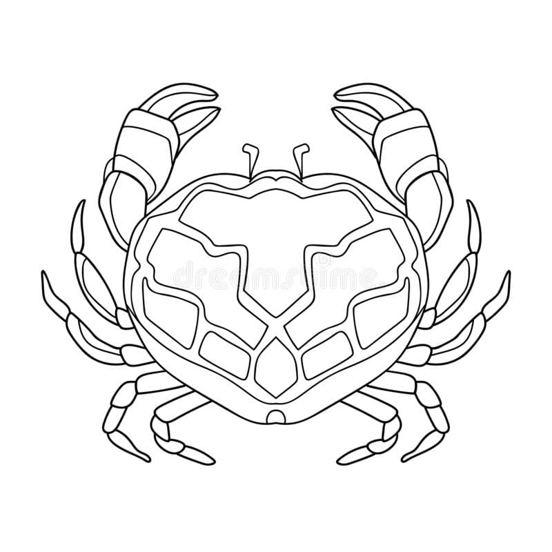 Style Crab coloring book vector Coloring Page