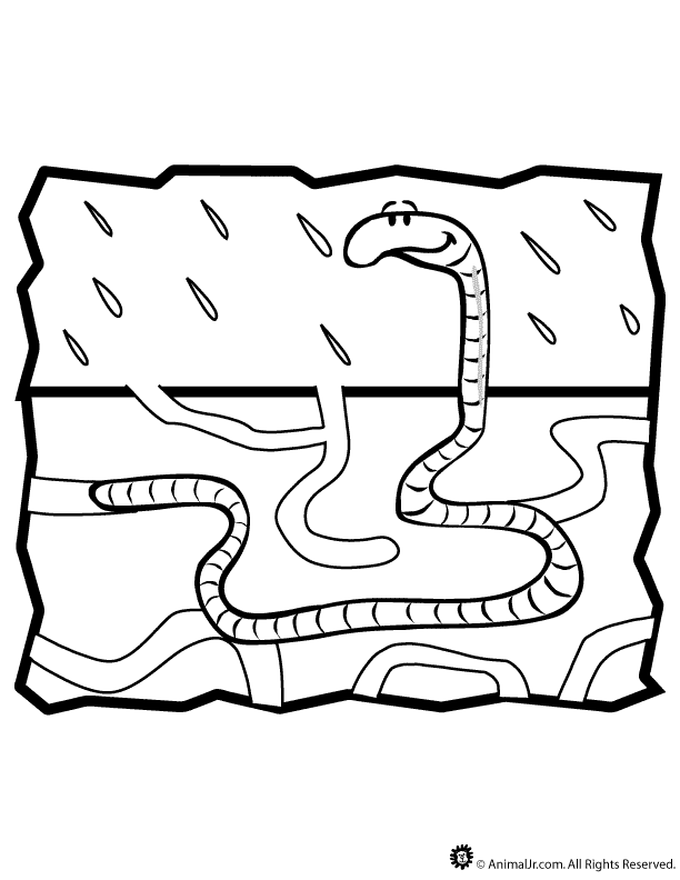 Worm Picture For Kids