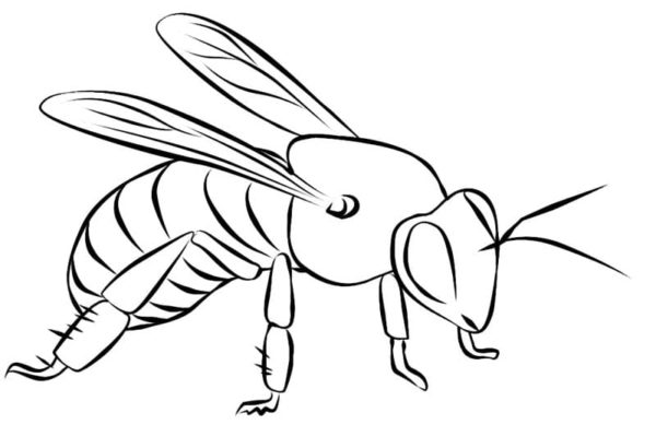 You can meet a bee on all continents of the world, except Antarctica Coloring Page