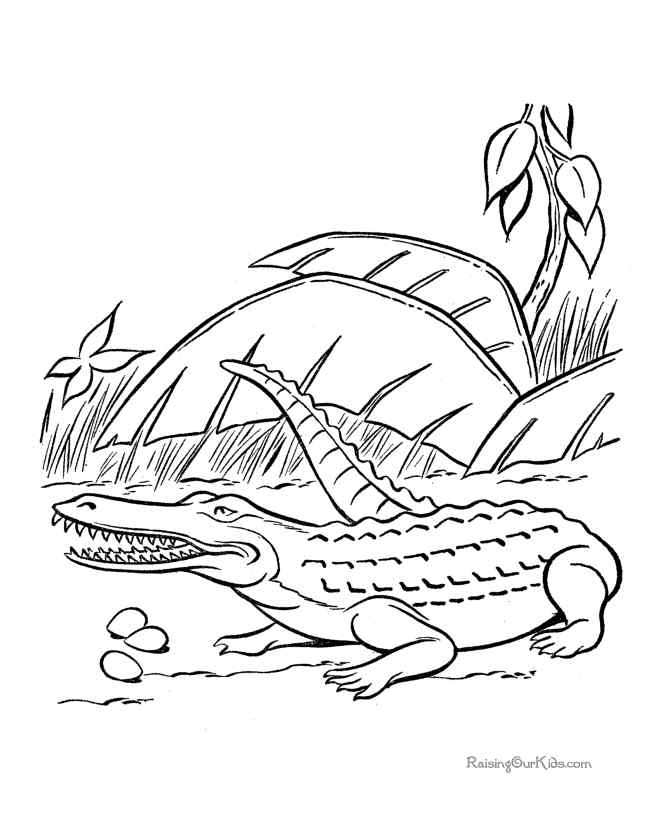 Alligator For Kids Coloring Page