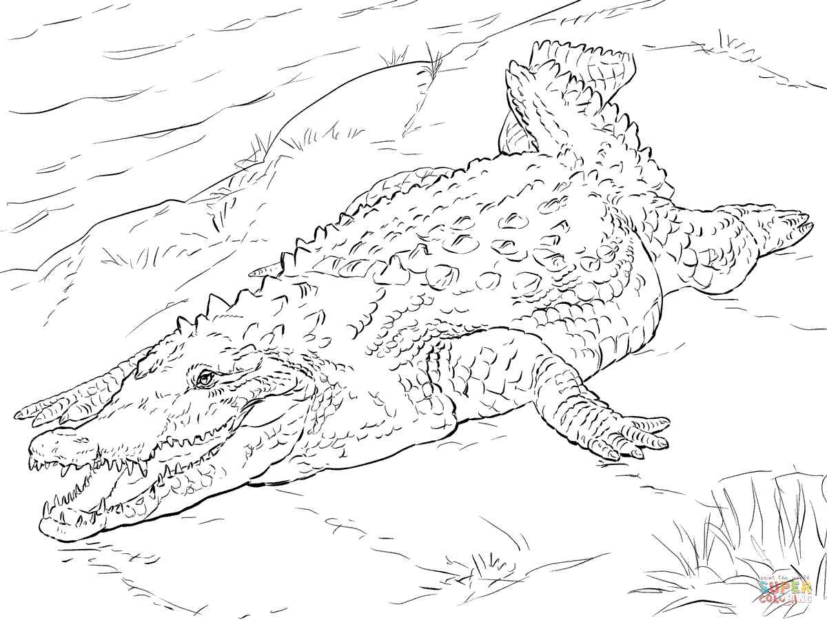 American Crocodile Coloring Page