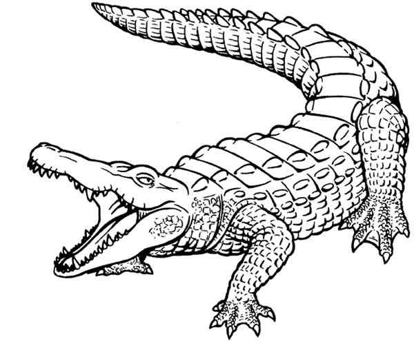 Angry Crocodile Coloring Page