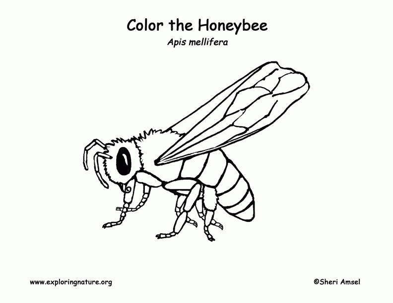 New Bee Coloring Page