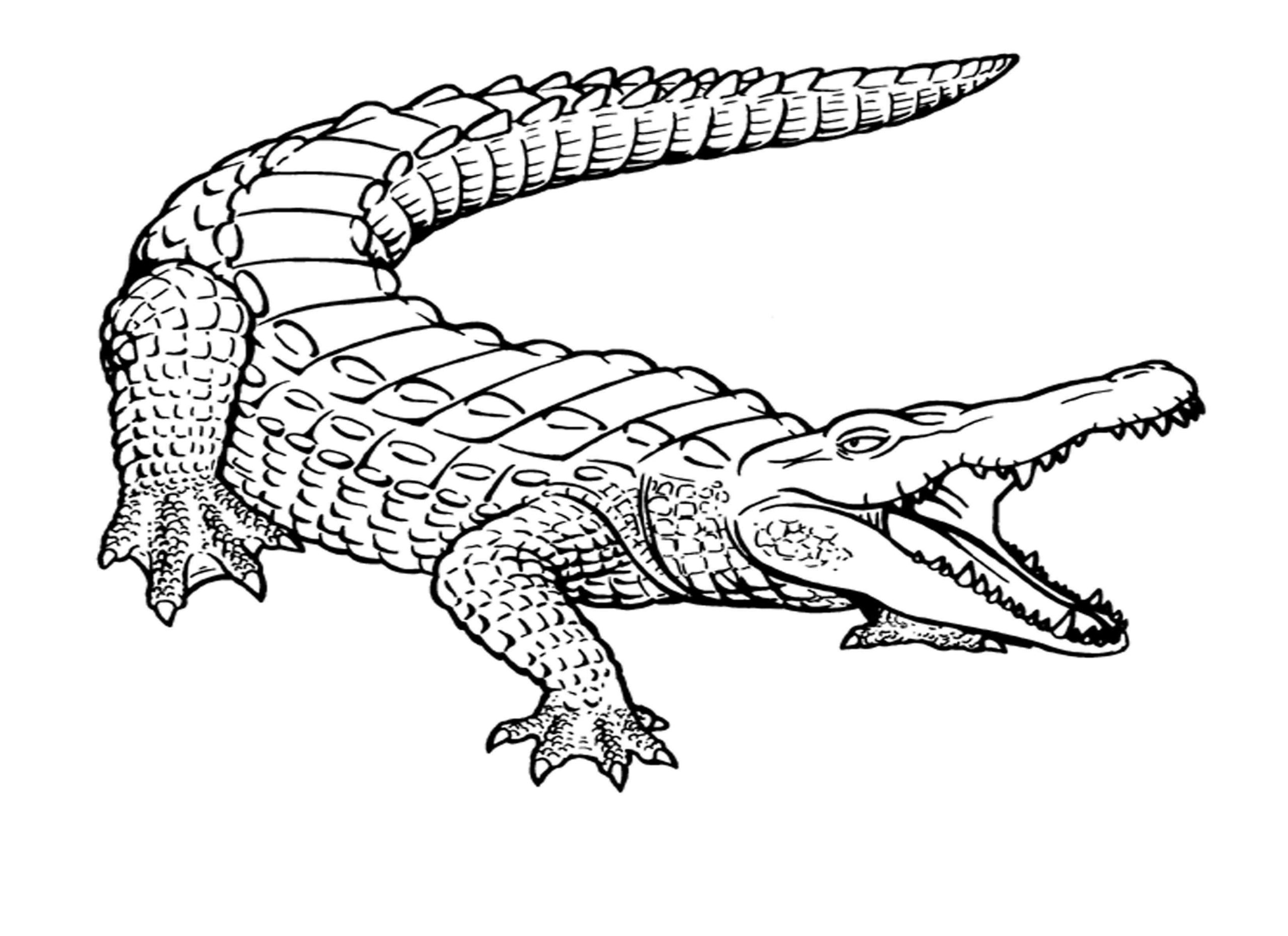 Big Crocodile Coloring Page
