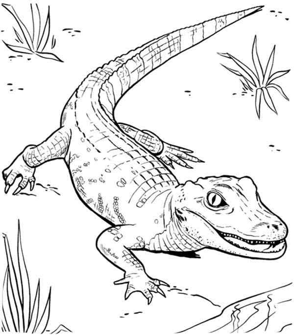 Caiman Crocodile Coloring Page