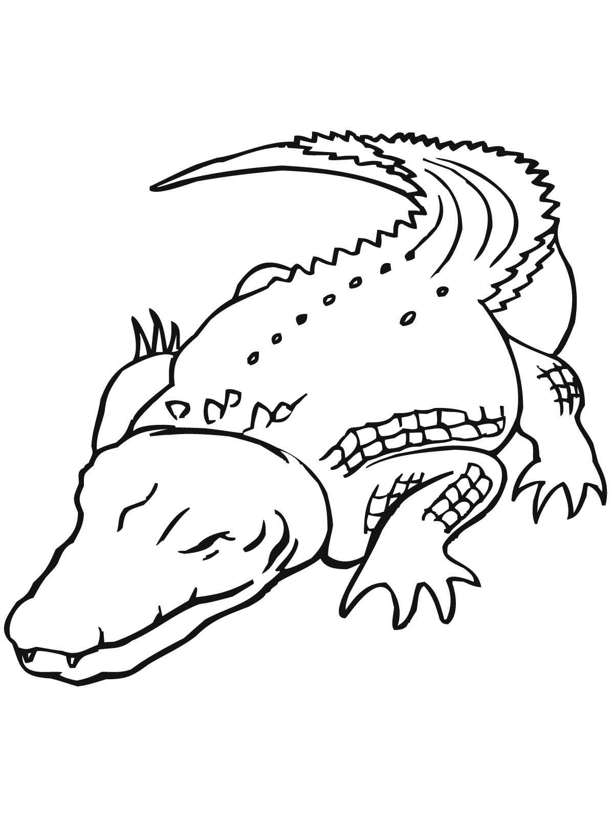 Crocodile To Print Coloring Page