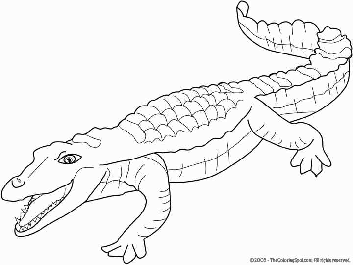 Crocodile To Relax Coloring Page