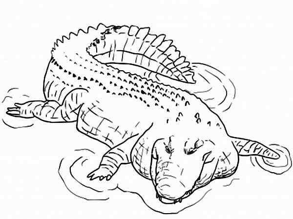 Crocodile Water Coloring Page