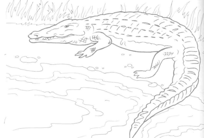 Cute Crocodile To Print Coloring Page