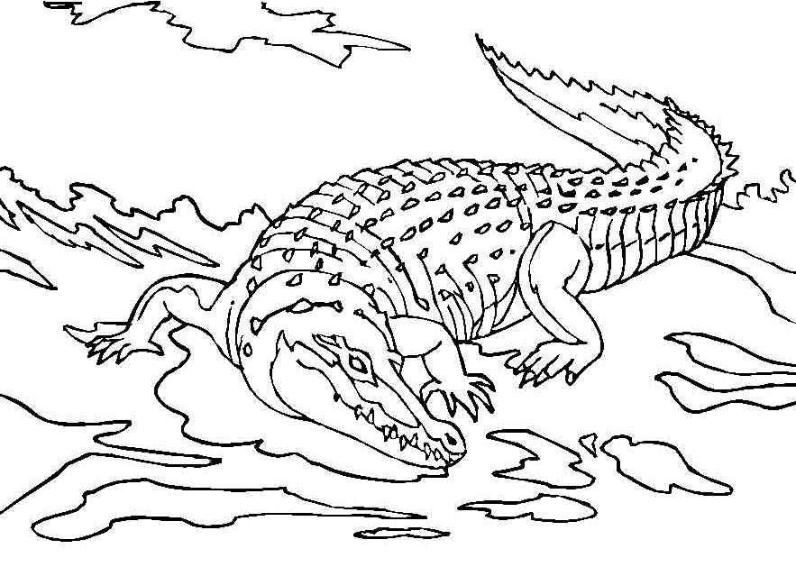 New Crocodile Coloring Page
