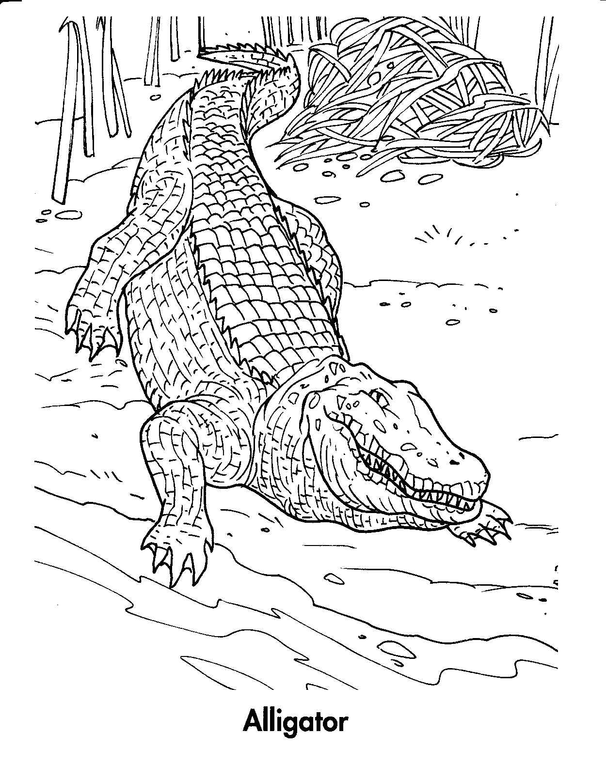 New Nice Crocodile Coloring Page