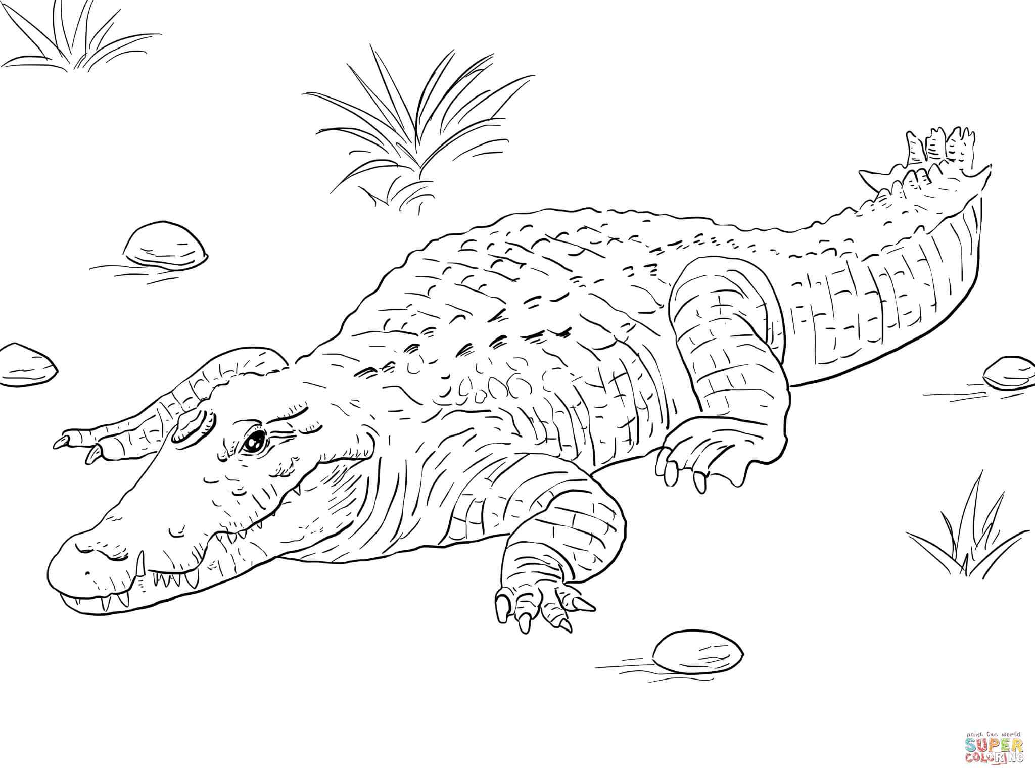 New Nile Crocodile Coloring Page