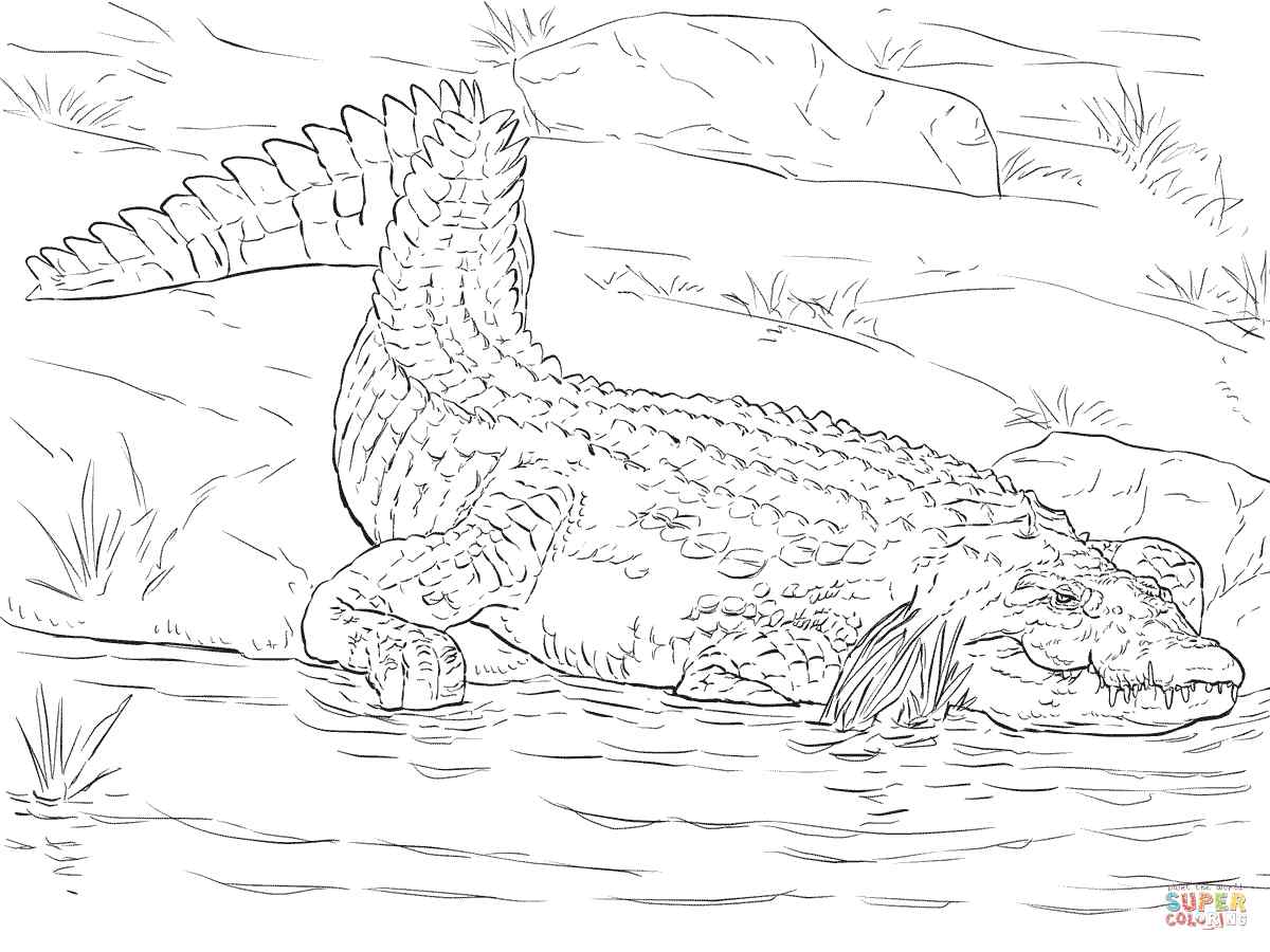 Nile Crocodile Coloring Page