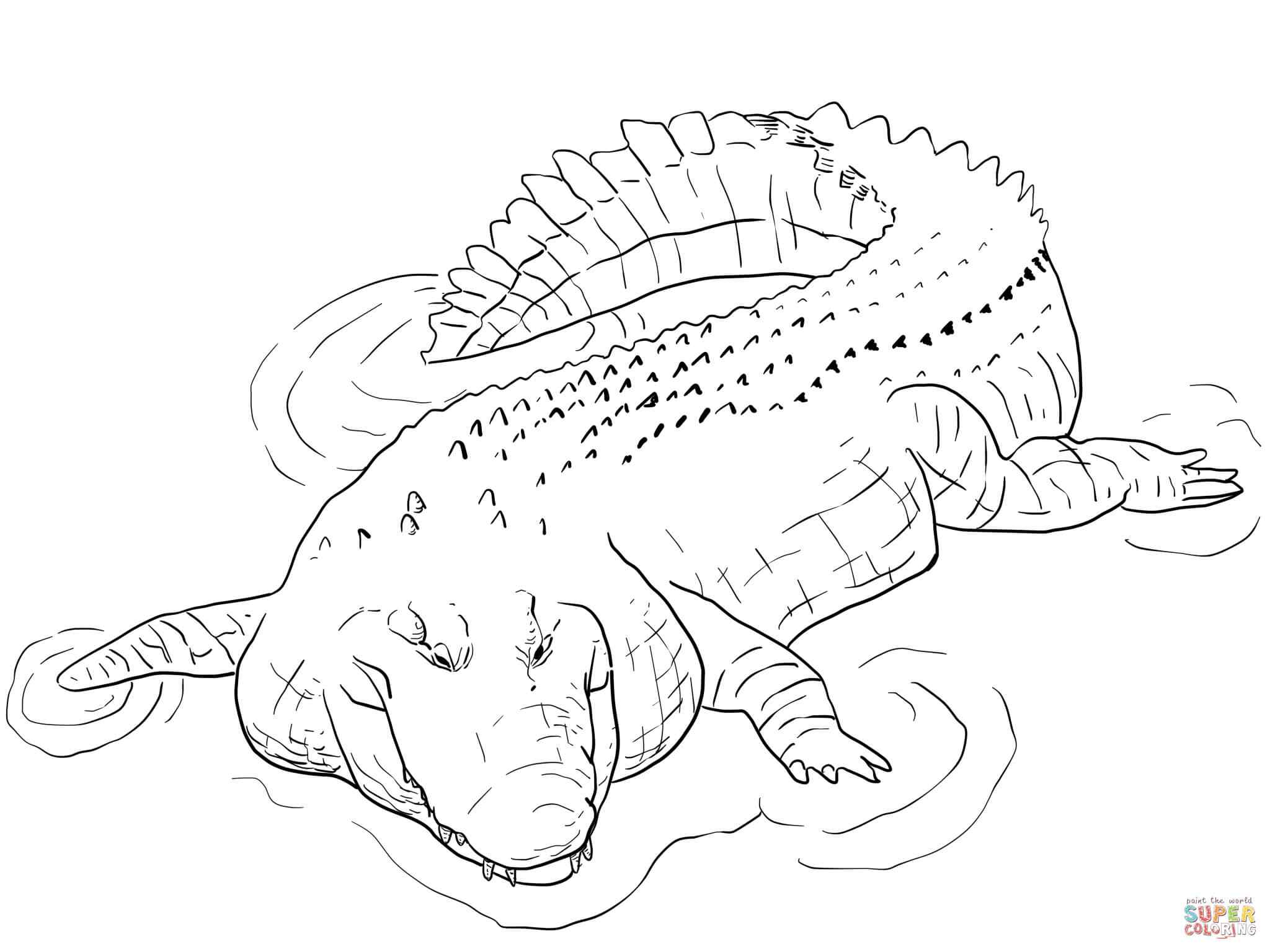 Saltwater Crocodile Coloring Page