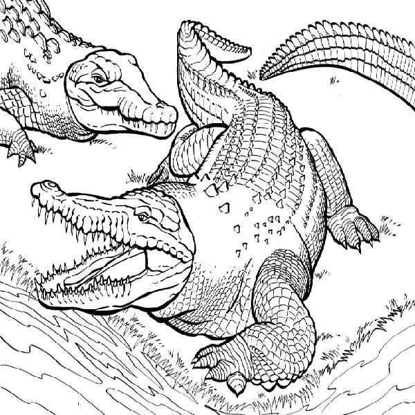 Some Crocodiles Coloring Page