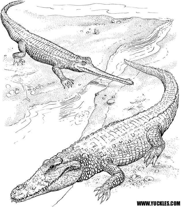 Two Crocodiles Coloring Page