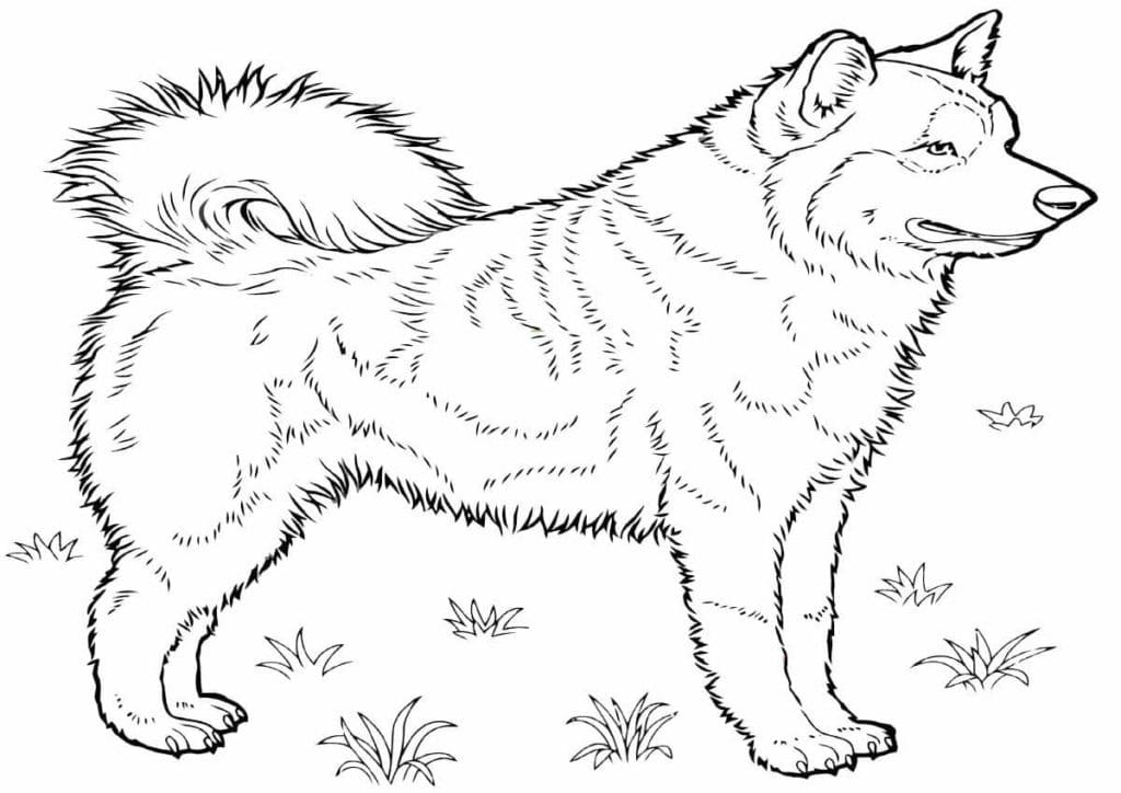 Adult Husky Coloring Page