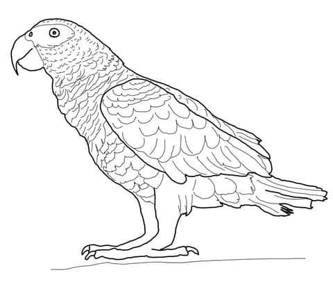 African Gray Parrot Free Printable Coloring Page
