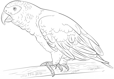 African Grey Parrot Free Printable Coloring Page