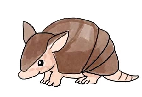 Armadillo-Drawing-8