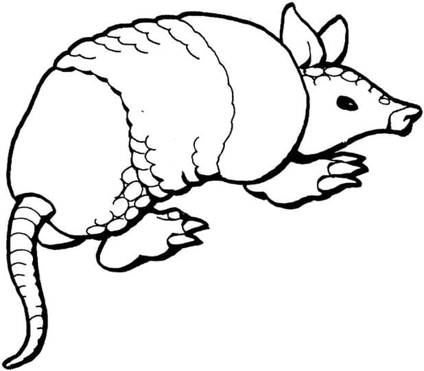 Armadillo For Kids Coloring Page