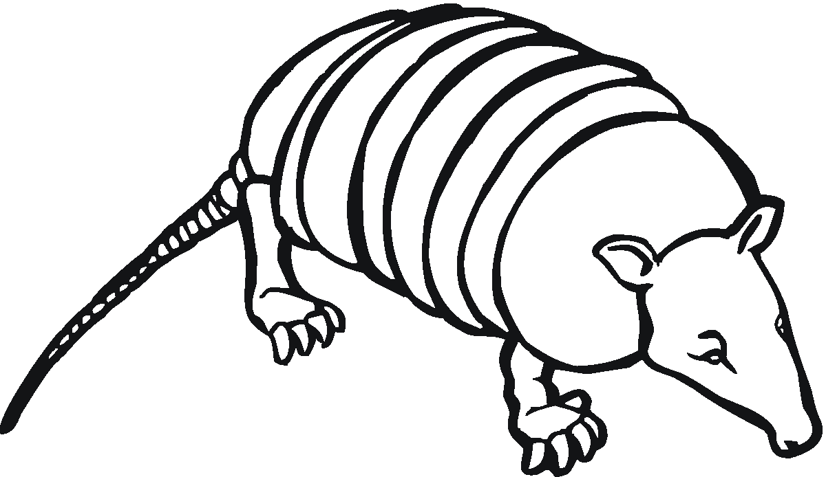 Armadillo Picture Free Coloring Page