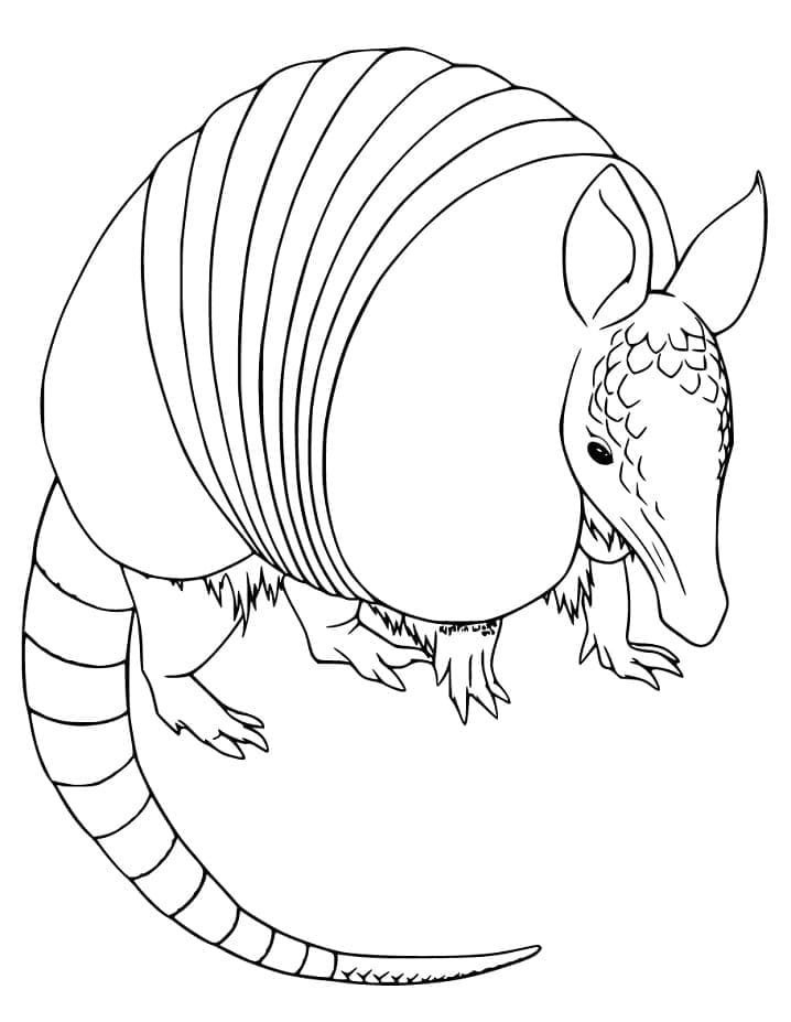 Armadilo Baby Free Coloring Page