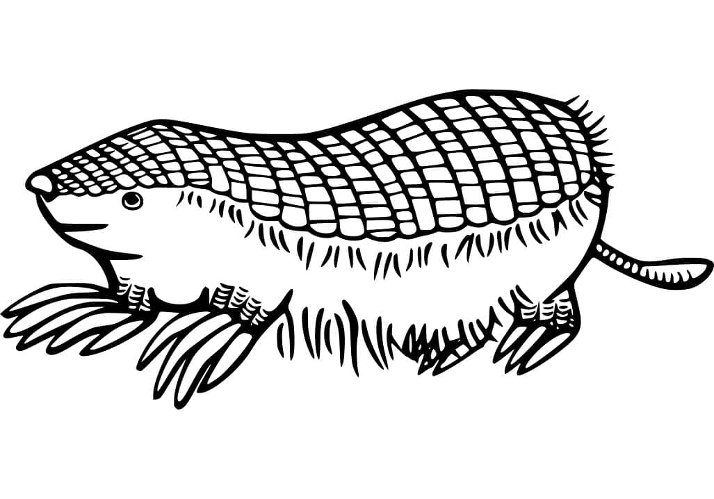 Armadilo Free Coloring Page