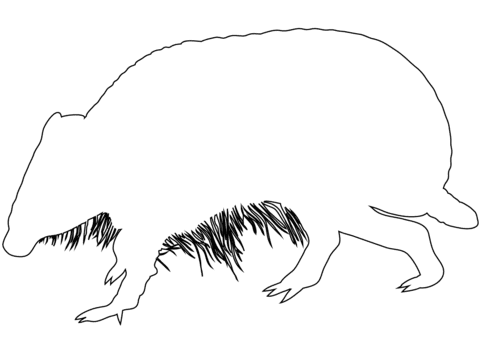 Armadillo Outline Free Coloring Page