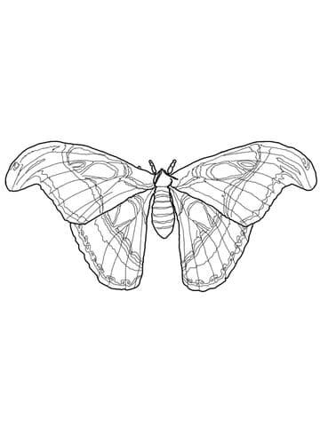Atlas Moth Free Coloring Page