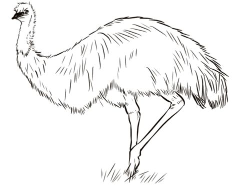 Australian Emu Free