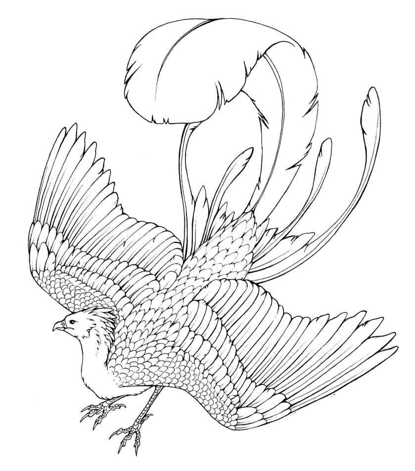 Phoenix Feathers Coloring Page