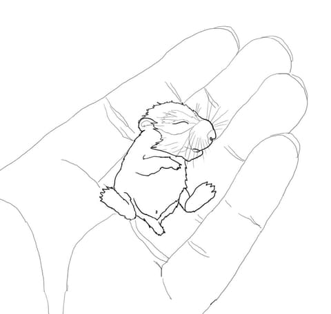 Baby Hamster In The Palm Free Printable Coloring Page