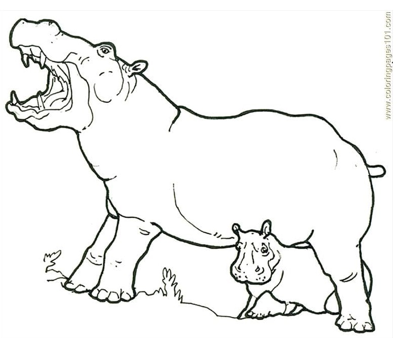 Baby Hippo Family Coloring Pages