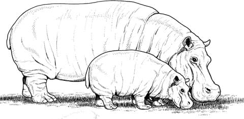 Baby Hippo With Mother Coloring Page